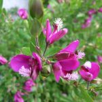 Polygala myrtifolia Grandiflora