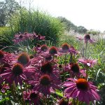 Sussex Prairies